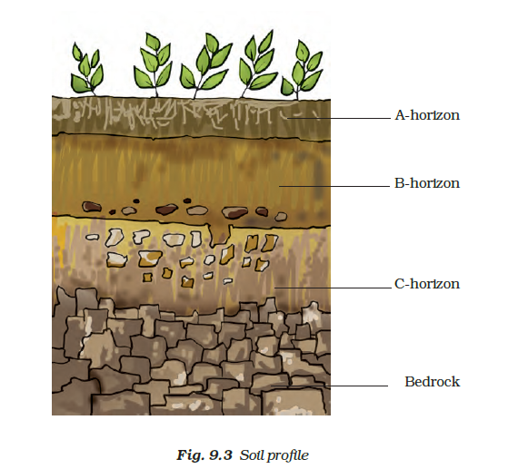 cross section of soil layers