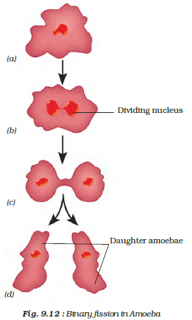 Binary fission in amoeba