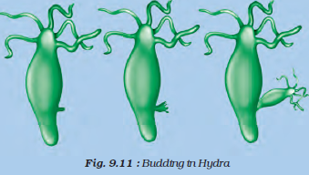 Budding in hydra