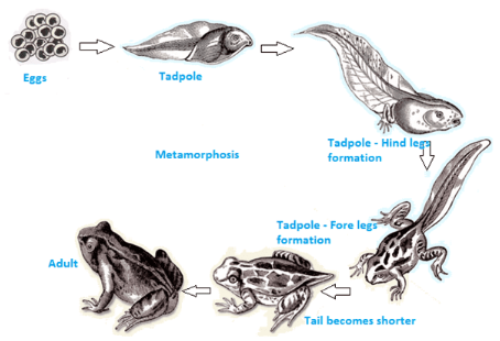 Metamorphosis in Frog