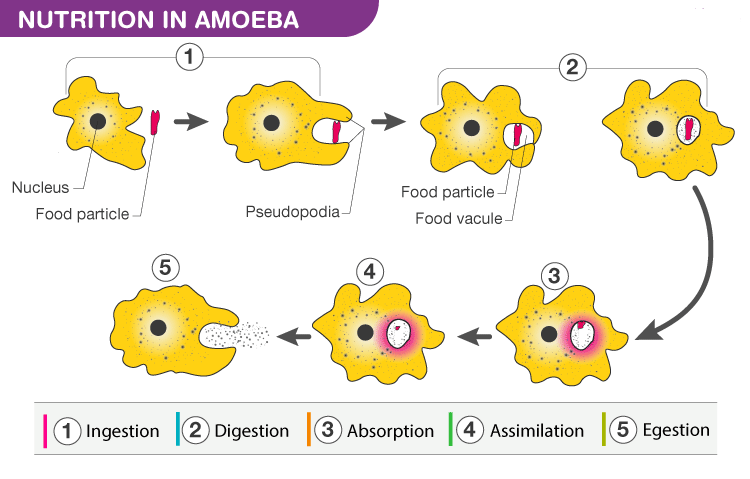 Nutrition in Amoeba