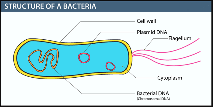 Structure of bacteria