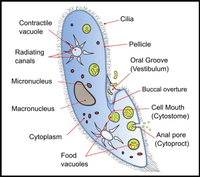 Structure of Paramocieum