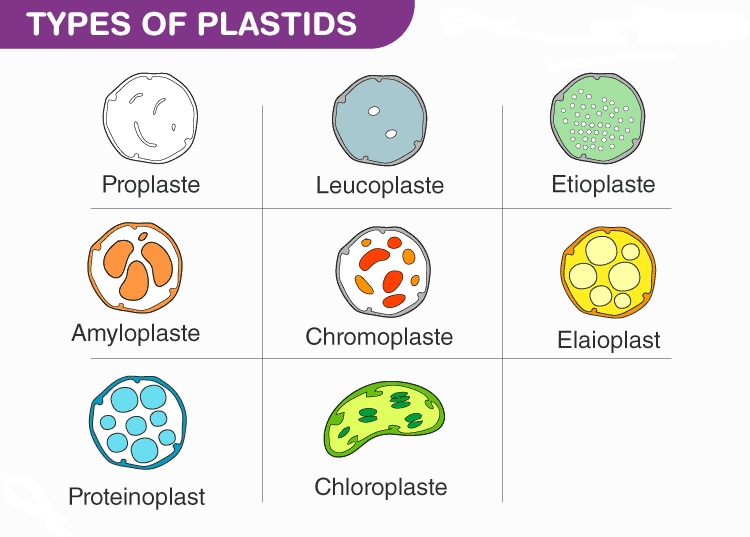 MSBSHSE Class 8 Science Chapter 10 - 17