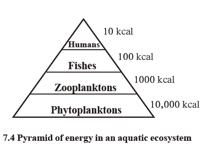 pyramid of energy in an aquatic ecosystem